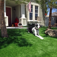 Fake Grass Carpet Crestline, Ohio Dog Pound, Front Yard