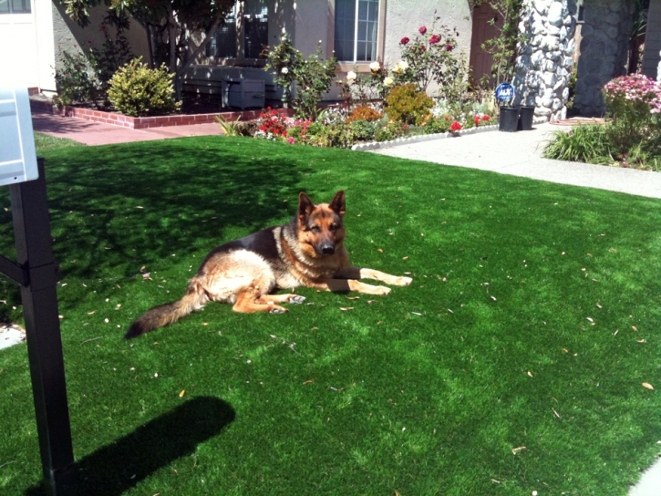 Turf Grass Urbancrest, Ohio Dog Park, Landscaping Ideas For Front Yard